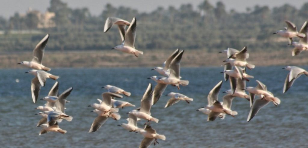 lake qarun